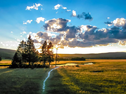 Yellowstone Green Plain Wall Decal