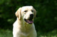 White Labrador Countryside Wall Decal