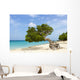 Divi Divi Tree Caribbean Wall Decal
