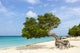 Divi Divi Tree Caribbean Wall Decal
