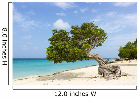 Divi Divi Tree Caribbean Wall Decal