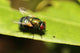 Small Bug and Insect Wall Decal