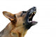 Angry German Shepard Dog Wall Decal