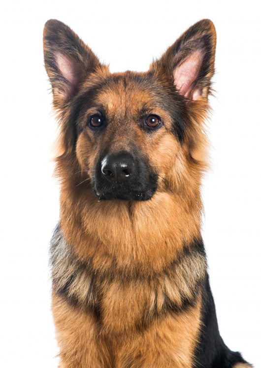 German Shepherd Dog Portrait Wall Decal