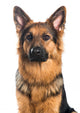 German Shepherd Dog Portrait Wall Decal
