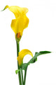 Yellow Zantedeschia White Wall Decal