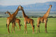 Giraffes Herd Savannah Wall Decal