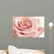 Pink Rose Closeup Wall Decal