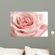 Pink Rose Closeup Wall Decal