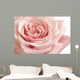Pink Rose Closeup Wall Decal