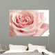 Pink Rose Closeup Wall Decal