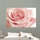 Pink Rose Closeup Wall Decal