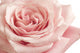 Pink Rose Closeup Wall Decal