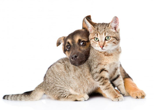 Puppy Playing with Tabby Wall Decal