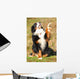 Bernese Mountain Dog Wall Decal