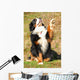Bernese Mountain Dog Wall Decal
