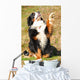 Bernese Mountain Dog Wall Decal