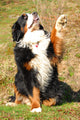 Bernese Mountain Dog Wall Decal