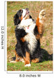 Bernese Mountain Dog Wall Decal
