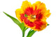 Yellow-red Spring Tulip Wall Decal