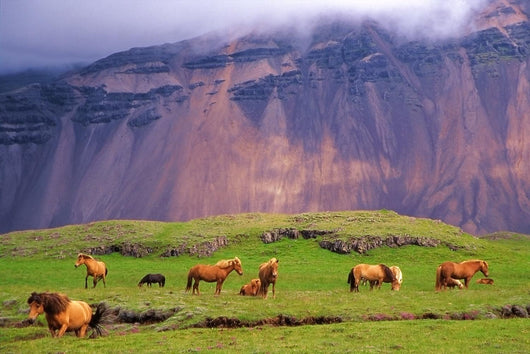 Icelandic Horses Meadow Iceland Wall Decal