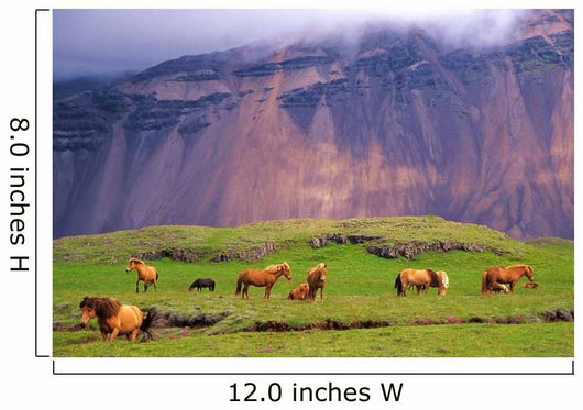 Icelandic Horses Meadow Iceland Wall Decal
