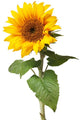 Sunflower Wall Decal