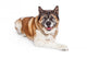 Akita Dog Wall Decal