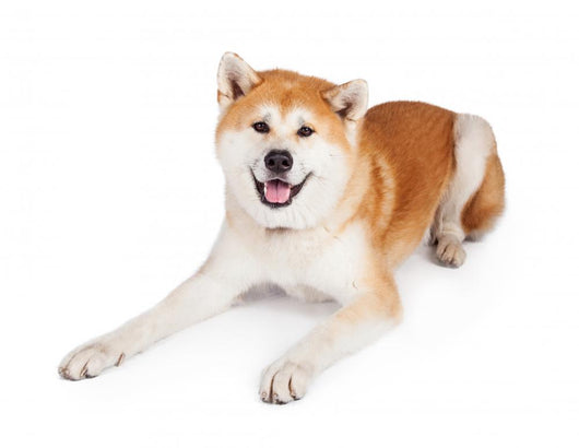 White and Brown Akita Wall Decal