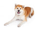 White and Brown Akita Wall Decal