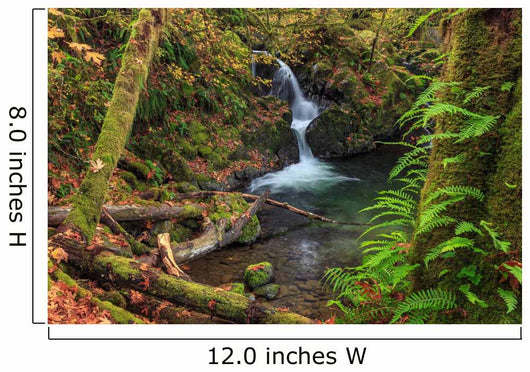 Waterfall in the Quinault State Park, Olympic Peninsula, Washington, USA Wall Mural