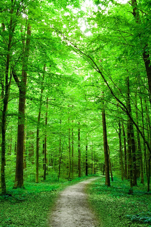 Green Nature Path Forest Wall Decal