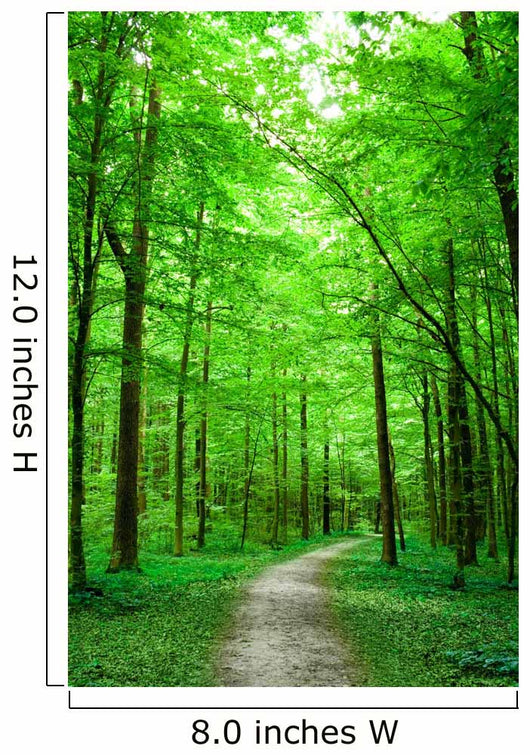 Green Nature Path Forest Wall Decal