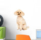 Apricot Small Poodle Sitting Wall Decal