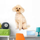 Apricot Small Poodle Sitting Wall Decal