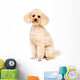 Apricot Small Poodle Sitting Wall Decal