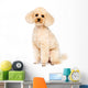Apricot Small Poodle Sitting Wall Decal