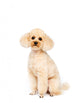 Apricot Small Poodle Sitting Wall Decal