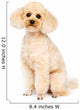 Apricot Small Poodle Sitting Wall Decal