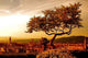 Florence Tree City Wall Decal