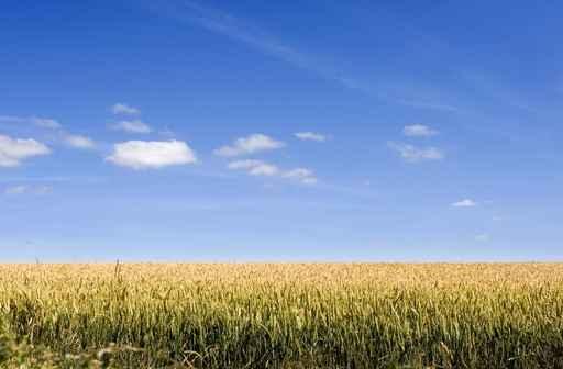 Corn Field Wall Decal
