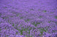 Lavender Field Wall Decal