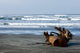 Cannon Beach Wall Decal