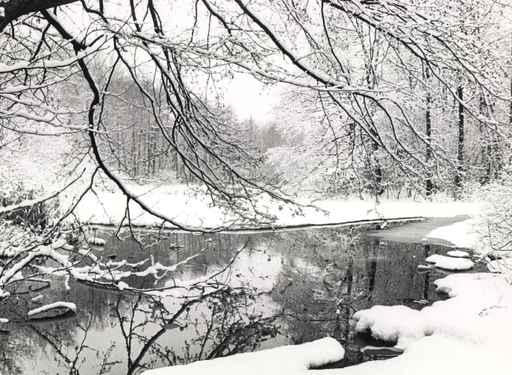 Winter Scene Wall Mural
