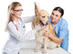 Veterinarian Wall Decal