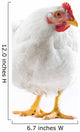 Image White Hen Standing Wall Decal
