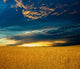 Image Field with Yellow Wall Decal