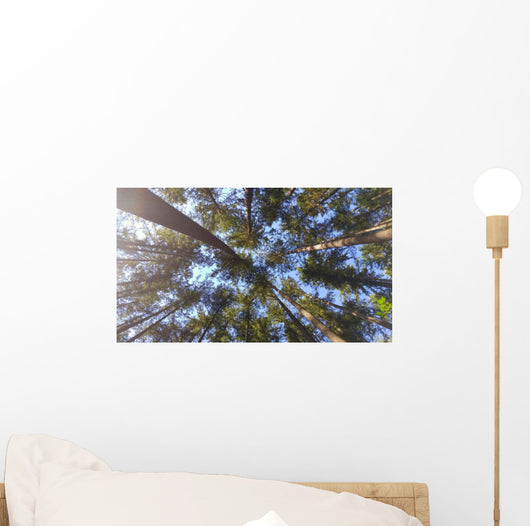 Nature Looking up Forest Wall Decal