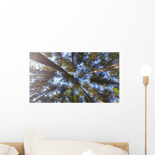 Nature Looking up Forest Wall Decal