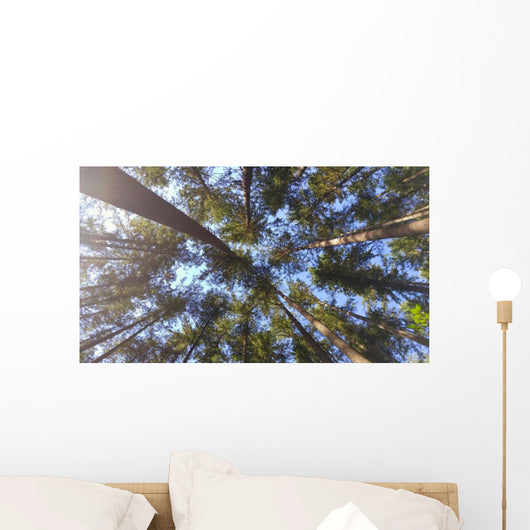 Nature Looking up Forest Wall Decal